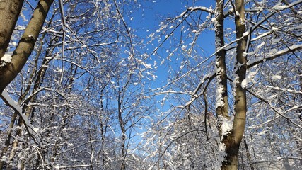 Obraz premium trees in snow