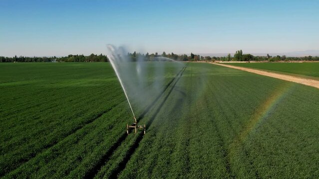 Aerial view of irrigation system rain guns sprinkler on agricultural wheat field helps to grow plants in the dry season, increases crop yields. agricultural irrigation land farm.