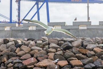 Naklejka premium Image of a seagull in flight with harbor cranes in the background