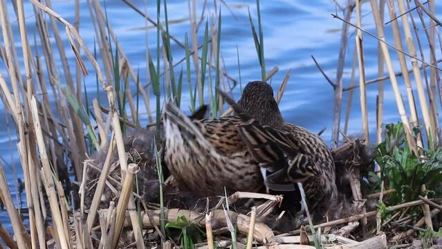 A mother duck hatches eggs in a straw nest on the riverbank. The duck is cleaning its feathers. In the animal world. The world of wild nature. High quality photos