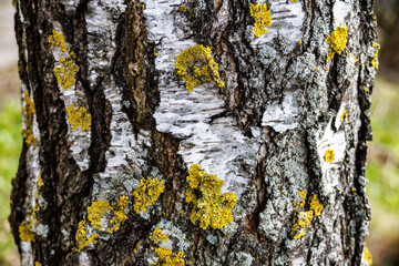 texture of the bark of an old birch tree with moss