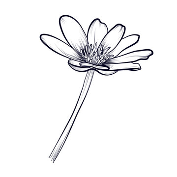 hand drawing of a buttercup flower vector illustration