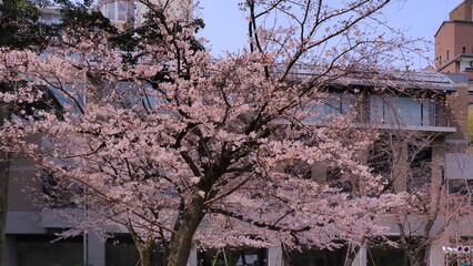 広島縮景園の桜1