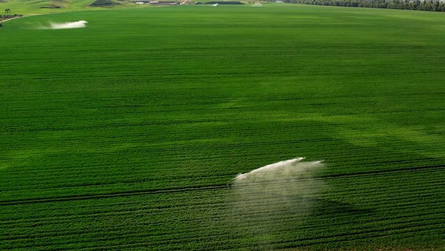 Aerial view of irrigation system rain guns sprinkler on agricultural wheat field helps to grow plants in the dry season, increases crop yields. agricultural irrigation land farm.