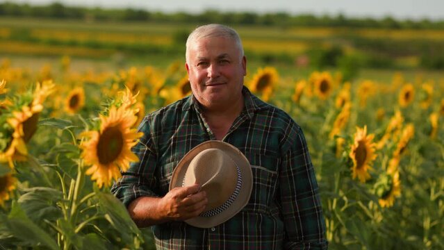 Golden Chronicles Portrait of an Aged Farmer looking at camera in Sunflowers