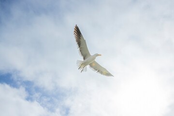 Image of a seagull in flight against a blue sky