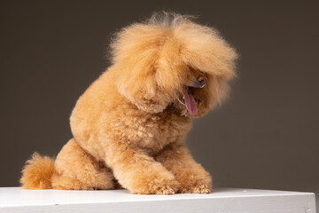 beautiful dog brown miniature poodle on a gray background, portrait of a cute little dog