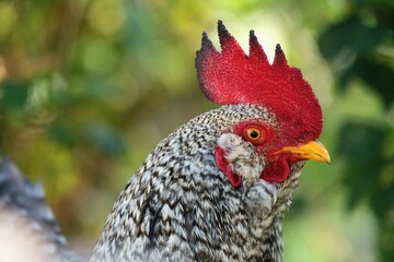 Cock close up, portrait of beautiful bird male.