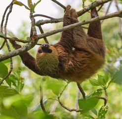 The Hoffmann's two-toed sloth (Choloepus hoffmanni), also known as the northern two-toed sloth.