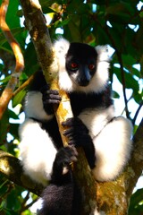 The indri (Indri indri, also called the babakoto), one of the largest living lemurs, in Analamazaotra Special Reserve (Andasibe area, Madagascar)
