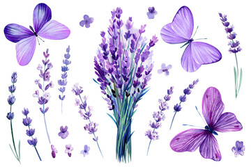 Lavender flowers and purple butterflies. Set of spring watercolor violet flowers, botanical painting floral illustration