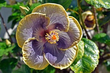 Lilac and yellow hibiscus flower opening on garden