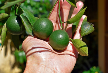 Hand holding young limes on tree in Rio de Janeiro, Brazil