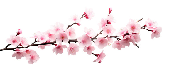 Fototapeta premium Blossoming cherry branch, cut out
