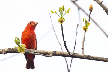A male summer tanager (Piranga rubra) in Sarasota, Florida