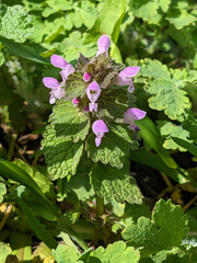 The red deadnettle, purple deadnettle, purple archangel, or velikdenche (Lamium purpureum) is a herbaceous flowering plant native to Europe and Asia.