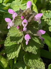 The red deadnettle, purple deadnettle, purple archangel, or velikdenche (Lamium purpureum) is a herbaceous flowering plant native to Europe and Asia.