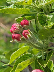 Buds of apple tree. Young green leaves blooming on the tree. Unblown bud of fruit tree in spring. Spring garden. first tree shoots. Early spring. Blossoming bud. Buds shoot close up. springtime