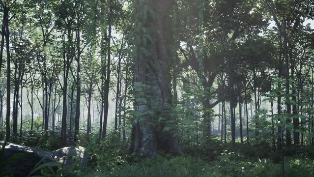 The beautiful scene of tropical rain forest