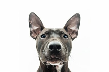 White background with bull terrier wearing a muzzle