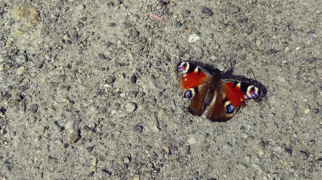 Butterfly on the sand. Beautiful background for video or other.