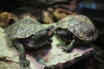 turtle on the rock