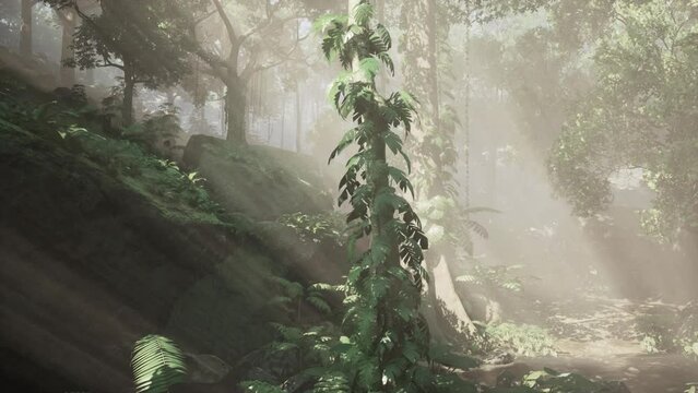 morning fog in dense tropical rainforest