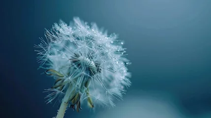 Fototapete Close up of dandelion on blue. Nature background. © Oulaphone