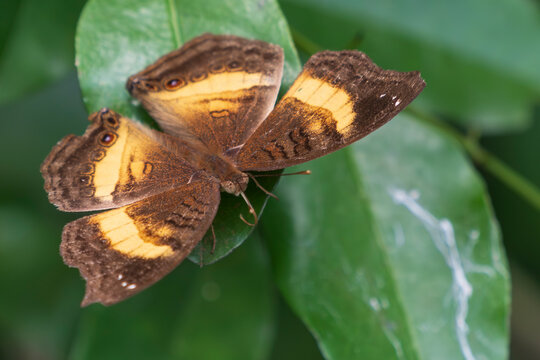 Soldier Pansy butterfly (Junonia terea)