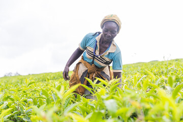 A female farmer is working in a tea plantation, production of tea in Africa