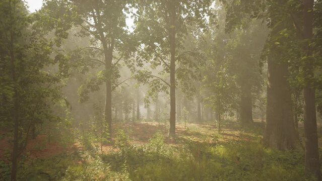 sun's rays break through the branches of trees glowing in the morning fog