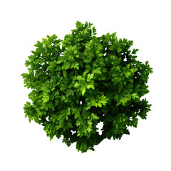 Fototapeta premium Bush with green leaves cut out