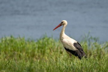 Storks in spring