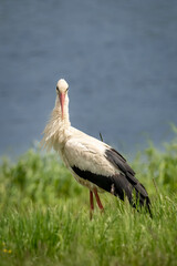 Storks in spring