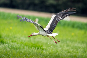 Storks in spring
