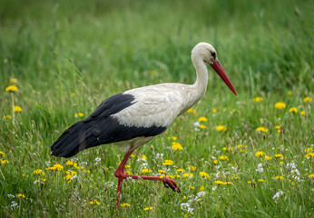 Storks in spring
