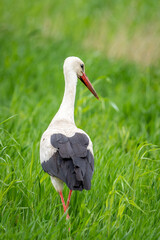 Storks in spring