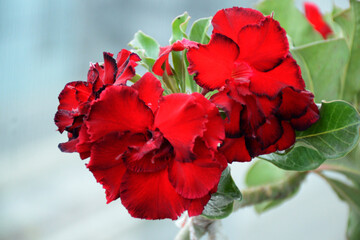 Rosa do deserto