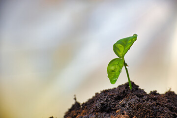 Small green seedling with droplet of water on leaves