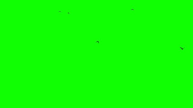 Green screen. Close-up. Several black crows fly from the left to the right