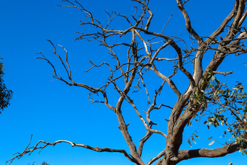 dead tree against blue sky