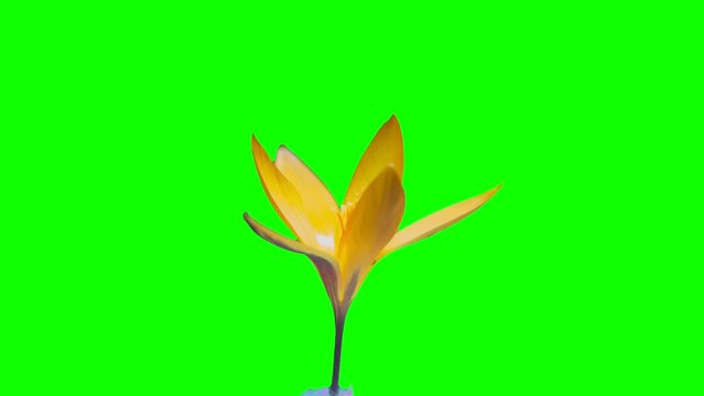 Spring footage. Alpha channel. Chroma Kay. A yellow crocus bud blooms on a green screen. Time lapse