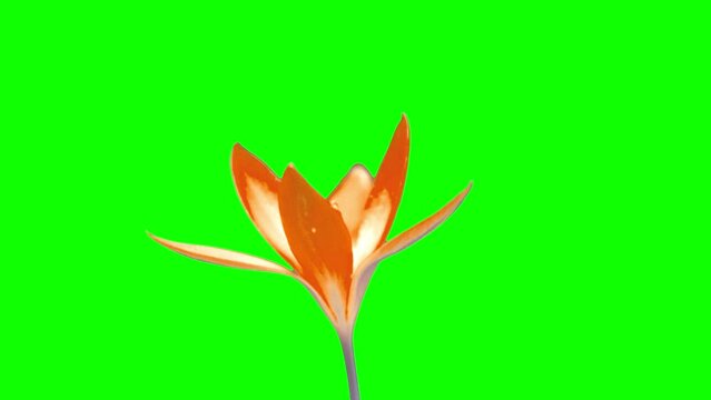 Spring footage. A yellow saffron bud blooms on a green screen. Alpha channel. Chroma Kay. Time lapse