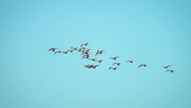 Flock of migratory birds. Swans and geese flying in formation in sunset sky over sea and rivers. Slow motion. Geese birds fly in flock, blue sky background