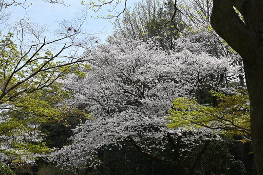 戸定ヶ丘歴史公園（千葉県松戸市）、桜（ソメイヨシノ）