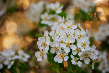 Białe kwiaty na drzewie na wiosnę © Elżbieta Kaps