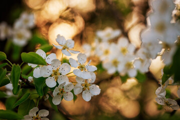 Białe kwiaty na drzewie na wiosnę © Elżbieta Kaps