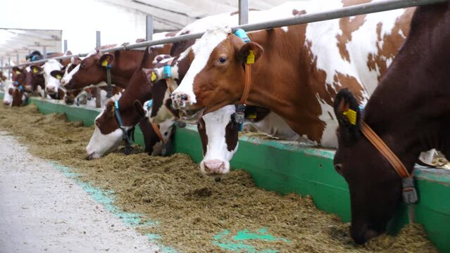 Cows eating fresh silage on modern dairy farm. Row of cattle chewing fodder at milk factory. Herd of kines feeding by dry grass at cowhouse. Concept of agribusiness in livestock husbandry. Slow motion