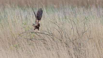 Western Marsh Harrier (Circus aeruginosus)