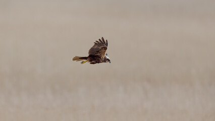 Western Marsh Harrier (Circus aeruginosus)